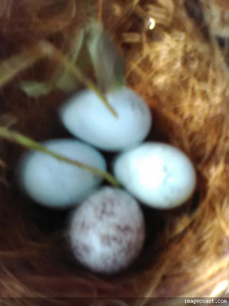 Fern Eggs 5 14 22.jpg