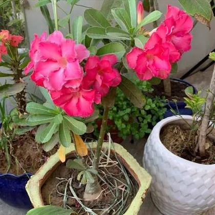 cloud farm air layered adenium p (1).jpg