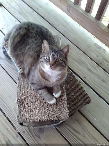 Moms Kitty On The Scratcher I Gave Her 3 24 25.jpg