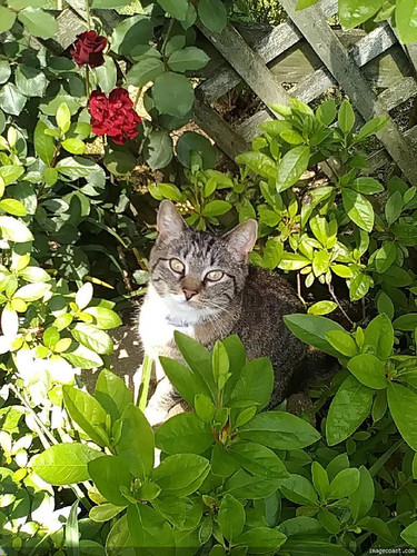 Moms Kitty 5 03 24.jpg