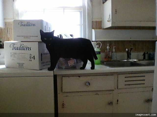 Kitty Inspector 12 21 16.jpg