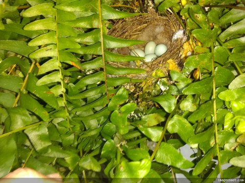 New Eggs 5 18 20.jpg