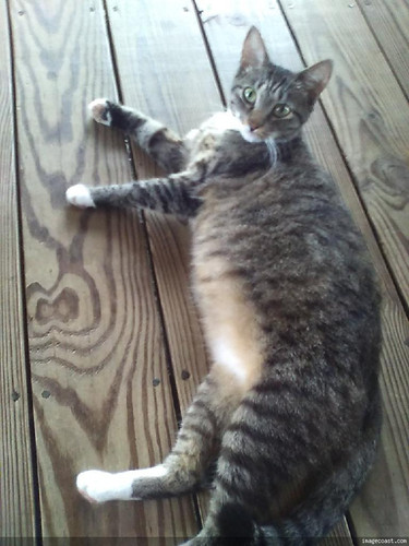 Mom Dads Fat Cat 8 11 22.jpg