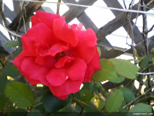 myredrose42718 2.jpg