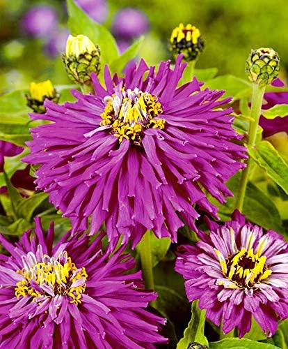 51d9n+rt0ML. AC .jpg