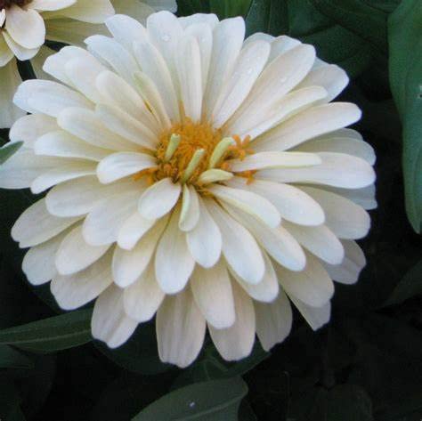 41le1F827CL.jpg