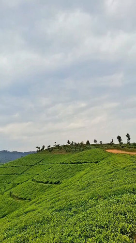 OKNuESCyvVOa 1oR.jpg