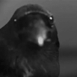 crow.gif