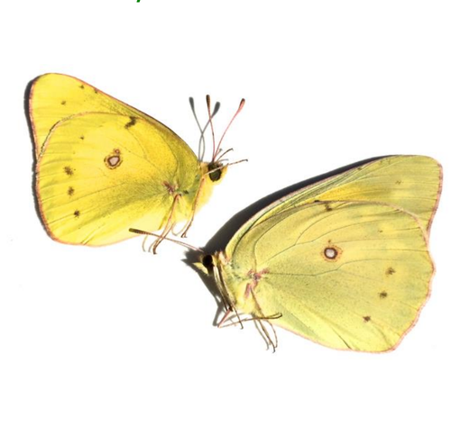 Screenshot 2025 07 08 123408.png