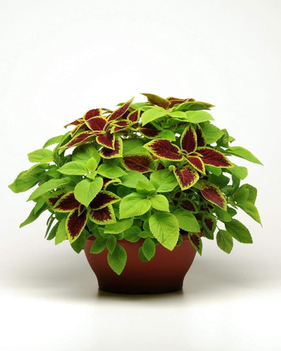 71Xvq5Cmp2L. SL1500 .jpg