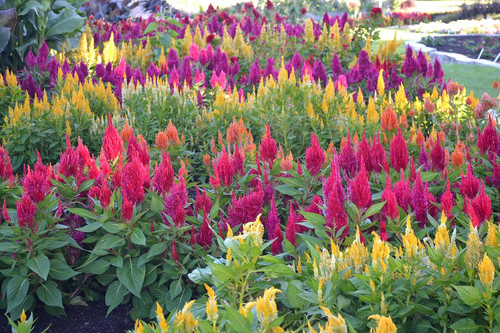 914HnkOgdKL. SL1500 .jpg