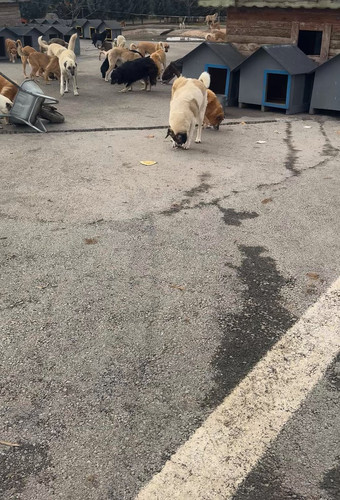 RkSs lPz F gtqk .jpg