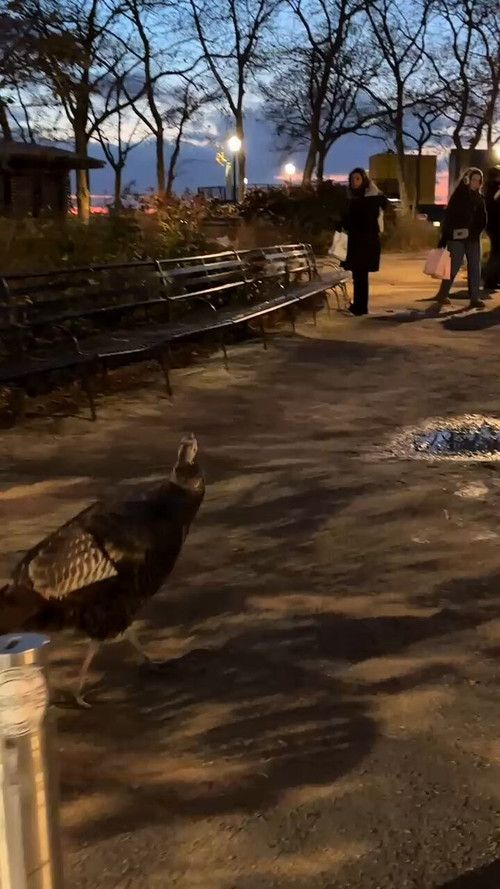 GXlf5V XVF7smehR.jpg