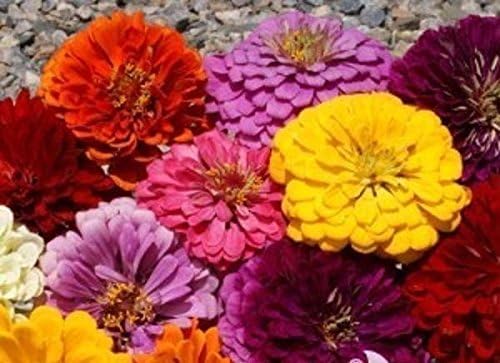 51398Zg eWL. AC .jpg