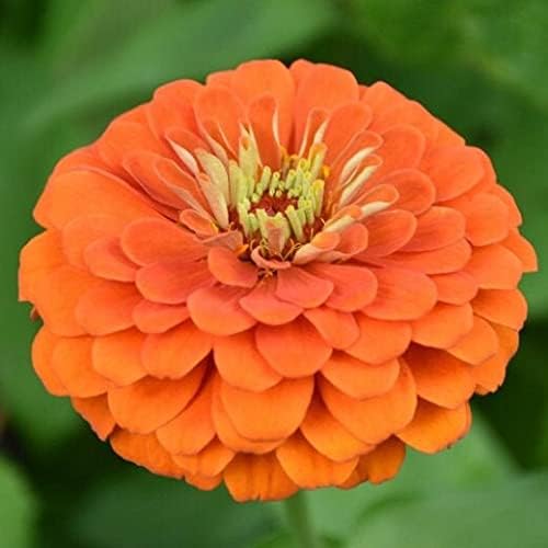 41ry44euYVL. AC .jpg