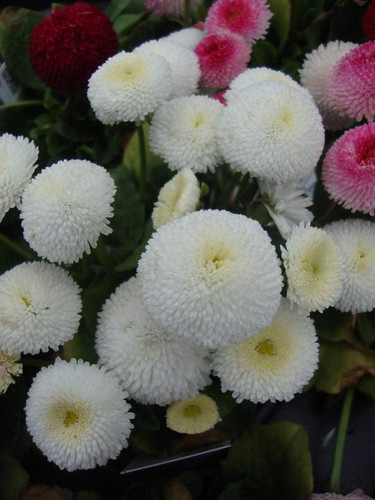 613TXK1VpIL. AC SL1333 .jpg