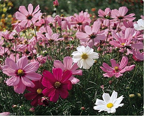 61Q77Q2hzBL. AC .jpg