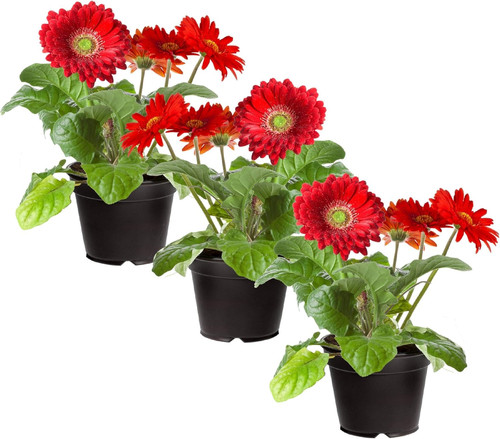 81H06s7 jrL. AC SL1500 .jpg