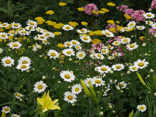 81T9aCbarPL. AC SL1500 .jpg