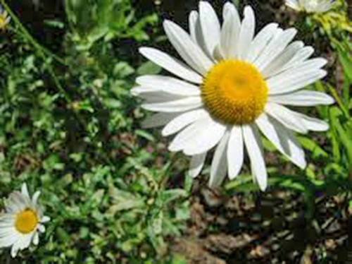 61gXNmiBROL. AC SL1000 .jpg