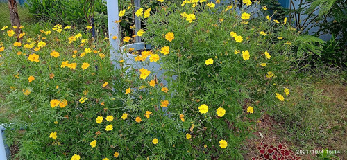 91v5Imas9XL. SL1500 .jpg