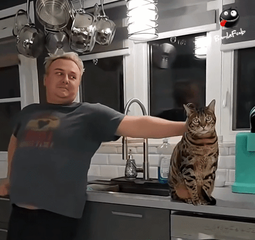 Katze getäuscht.gif