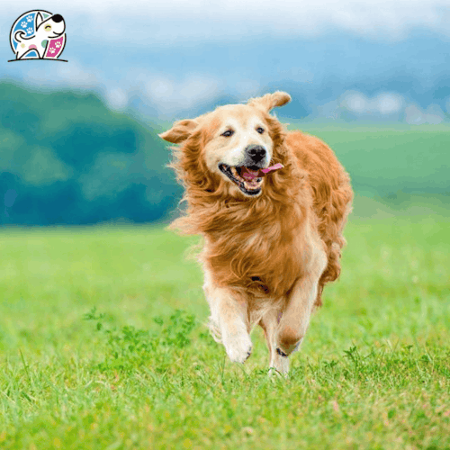 Professional Pet Care Services in Ballwin.gif