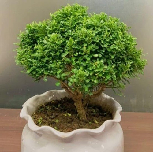 1 beautiful special bonsai home.jpg