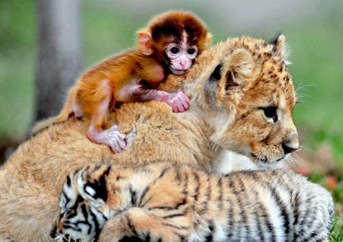사자호랑이원숭이새끼.jpg