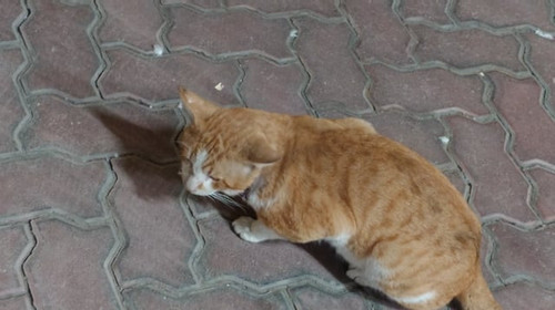 how can i help this child v0 enFqZm4ybjFvNzVnMYffJ2lEQwrWXgbkj9eZR9qMi7cMF MNhDVF6UCuYaIB.jpg