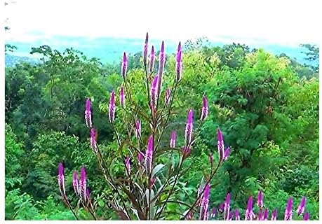 51awhVxyTLL. AC .jpg