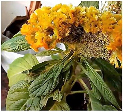 51QRrVbYVjL. AC .jpg