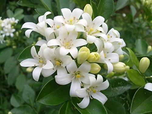 online plant bazar madhu kamini.jpg