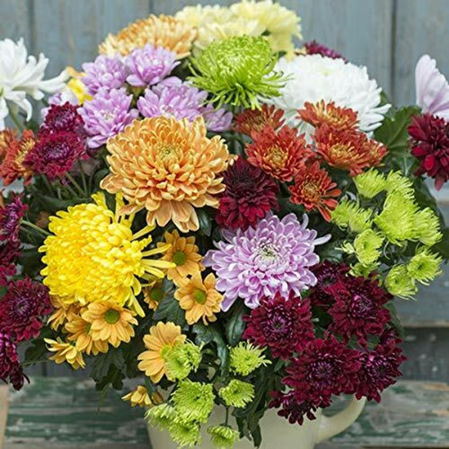 10 chrysanthemum flower mix colo.jpg