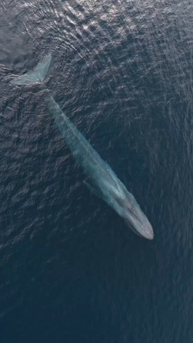 BzewCz TumlHqeP .jpg