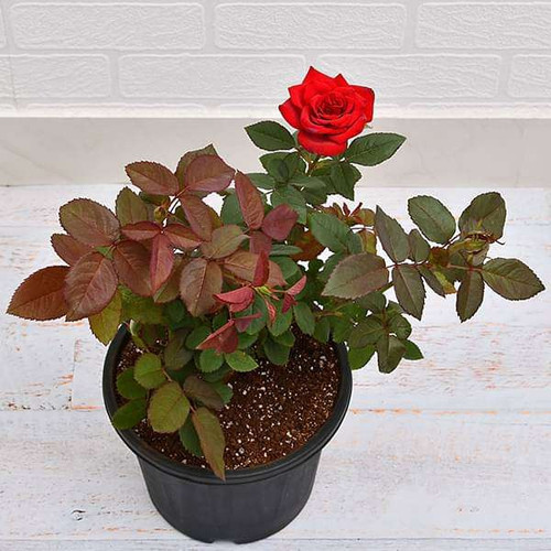 nurserylive plants rose red plan.jpg