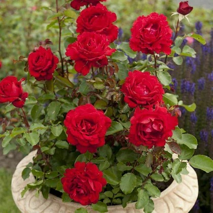 cloud farm red rose live plant t.jpg