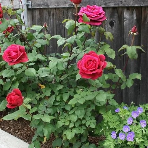 red rose live plant 500x500.jpg