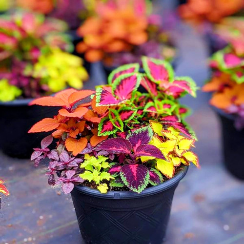 81oMnMZdwfL. SL1500 .jpg