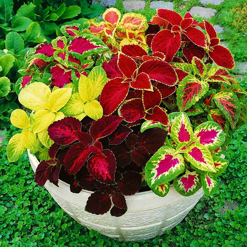 81VIx6vqRUL. SL1000 .jpg