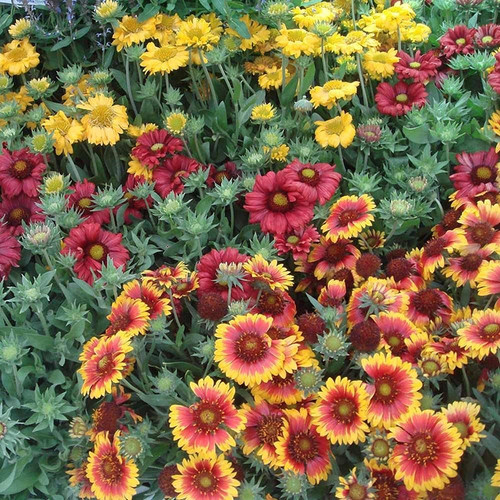 71oYDZDVPgL. SL1000 .jpg