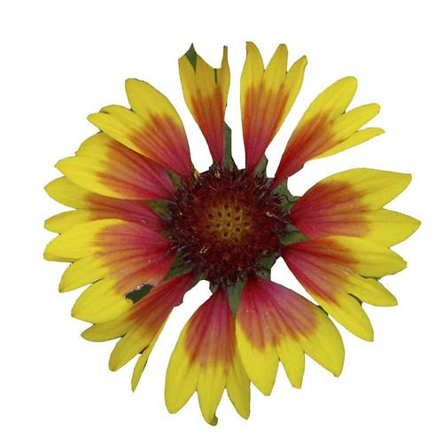 611eUHuFj8L. SL1024 .jpg