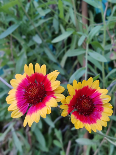 71H0k2u7FqL. SL1500 .jpg