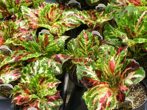 81TJOQniEQL. AC SL1500 .jpg