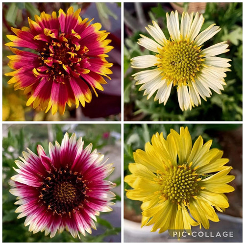 81GCNbrSHML. SL1500 .jpg