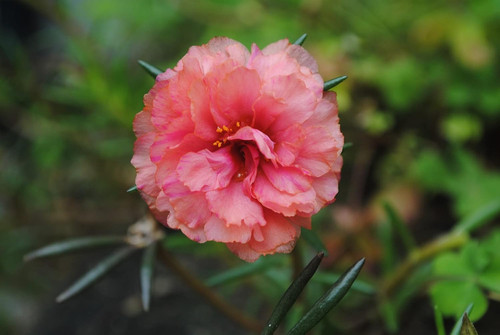 61e ABjHRWL. SL1500 .jpg