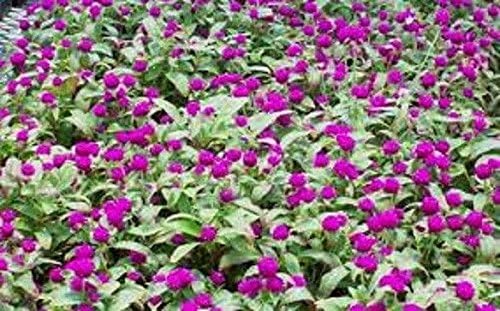 61b3td6RPcL. AC .jpg