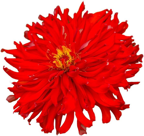 61wY+QvCqnL. AC SL1000 .jpg