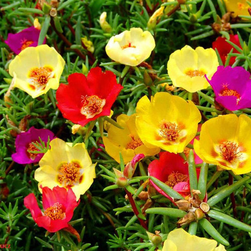 71A05BpdAKL. SL1000 .jpg