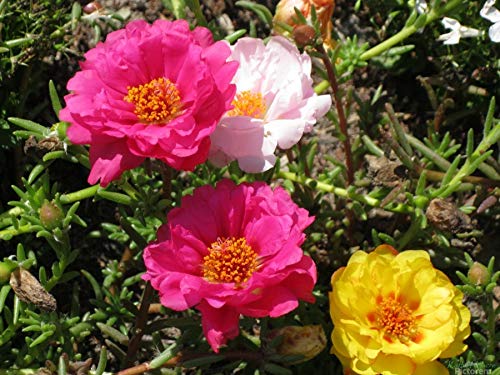51C45XBIXGL.jpg